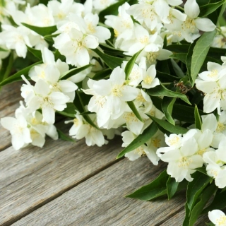 Topný obraz 400W-06