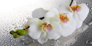 Topný obraz 800W-04