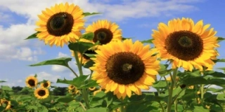 Topný obraz 800W-05